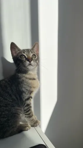 Doação Gato Tigrado 7 meses