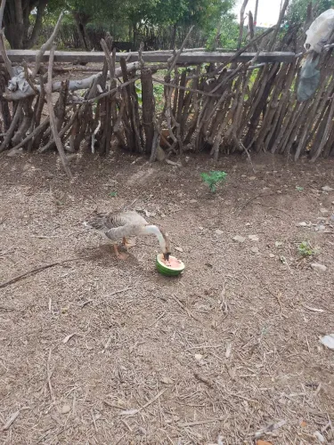 Ganso africano