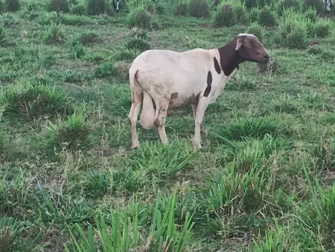 Vendo 15 carneiro macho .