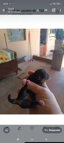Pinchers zerinho 