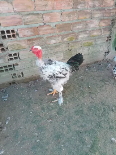V/ frango da raça Brahma pescoço pelado