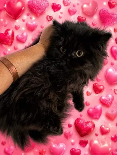 Gato persa