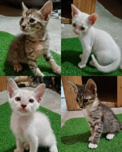 Gatinhos para doação.