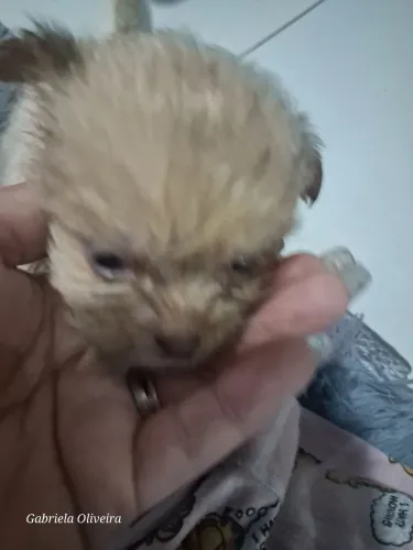 Shih-tzu 