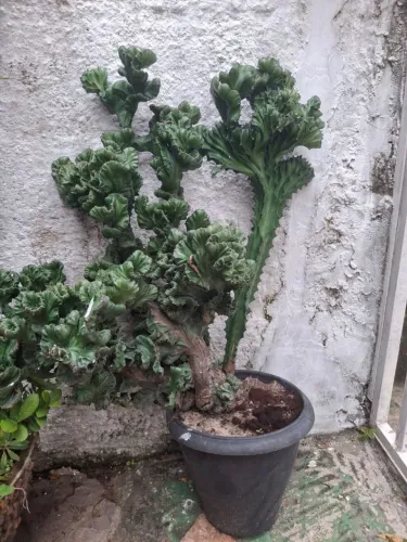 Cacto Monstro