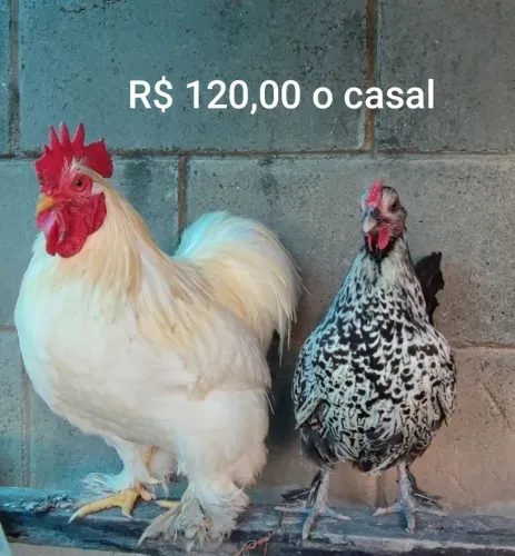 Casal de Garnisé (mestiço)