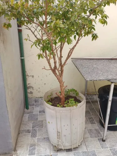 Pé de jabuticaba e de acerola
