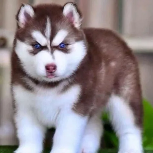 Husky siberiano com PEDIGREE registrado vacinados e vermífugados