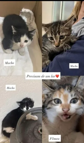 Doa-se gatos filhotes