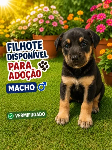 Filhote viralata para adoção 