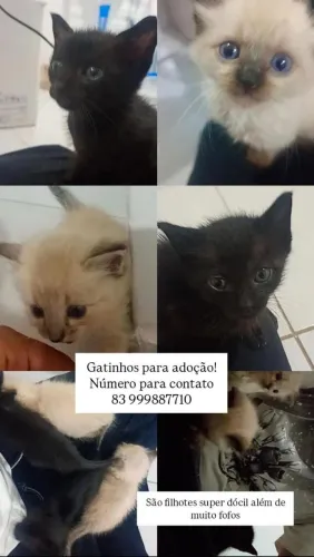 Gatos super fofos para adoção!