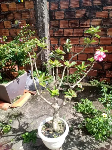 Rosa do deserto  