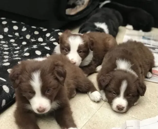Border Collie Filhotes ? Inteligência e Companhia em um Só Pet