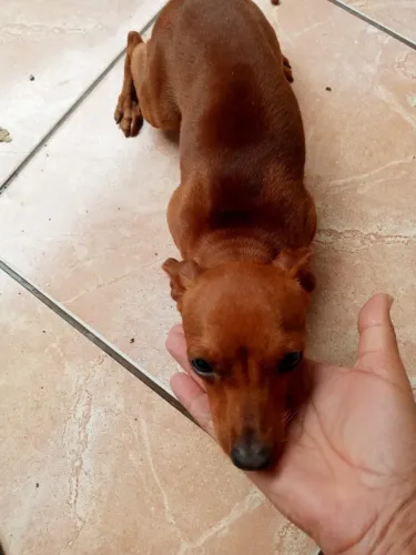 Pinscher 