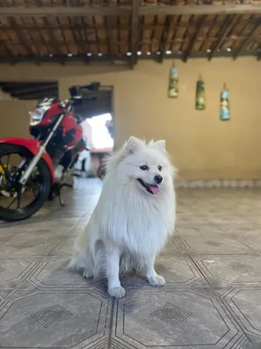 Spitz Alemão
