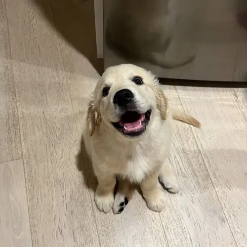 Golden Retriever carinhoso 