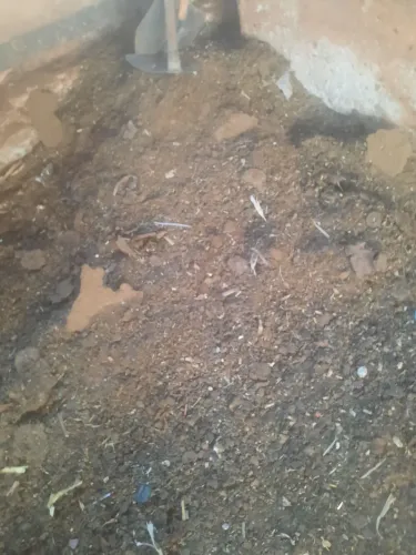 Esterco de gado adubo organico