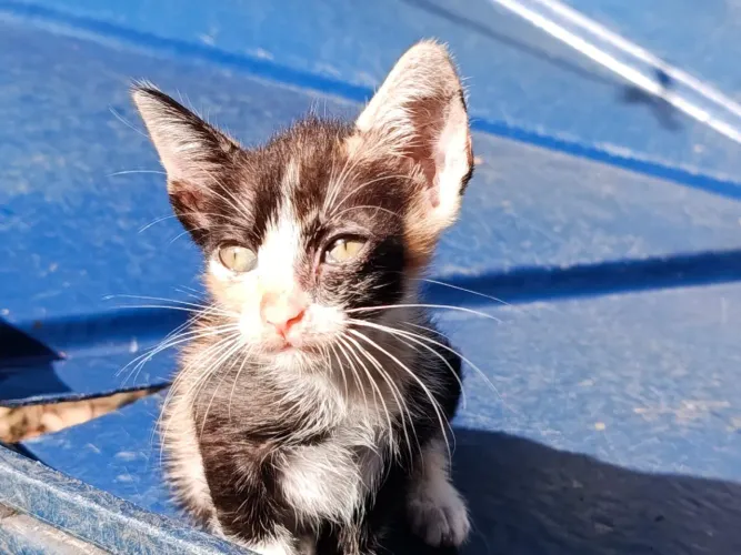Gatinhas fêmeas para doação