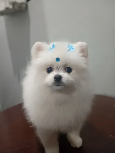 Lulu da Pomerania anã fêmea