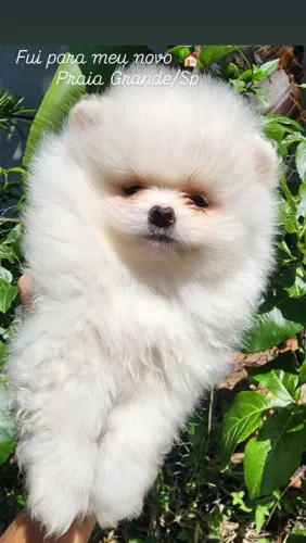 Spitz Alemão Anão lindo filhote!