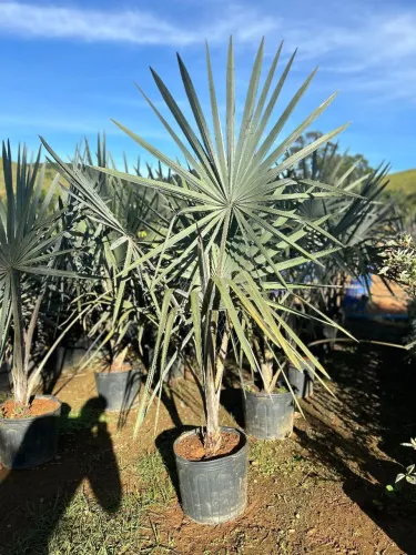 Plantas de viveiro