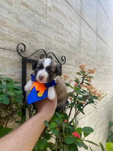 Maltês com shitzu machinho caminha brinde