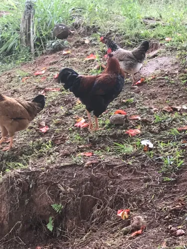 Frango caipira e galinha 