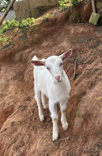 Vendo casal de cabra