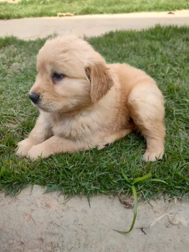 Filhote de golden retriever um coração gigante em versão filhote