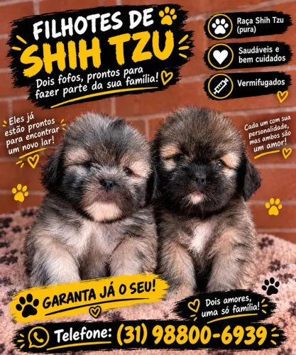 Vende-se dois shih tzu filhotes