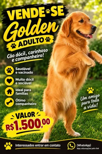 Vendo Golden Retriever Macho  Adulto