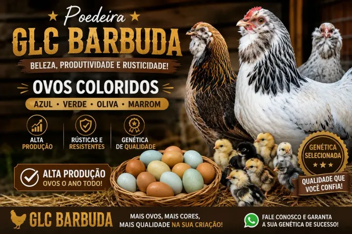 Ovos galados e Pintinhos glc poedeira