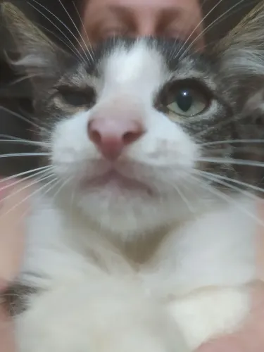 Doa-se gatinhos fofos.