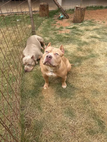 Pitmonster fêmea 8 meses merly