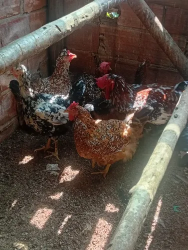 Galinha GSB