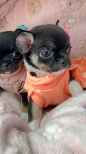 Chihuahua pelo curto