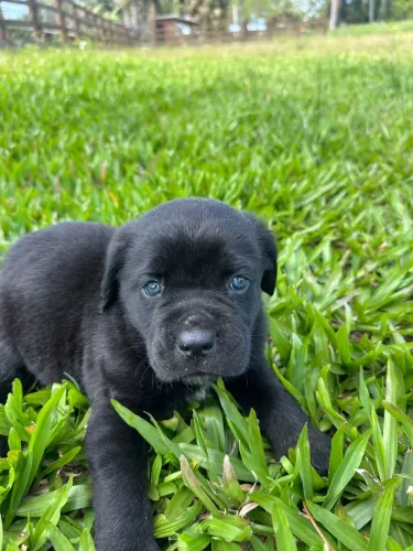 Filhote de cane corso