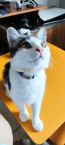Gato para adoção rápida