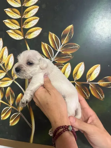 Encantadores schnauzer