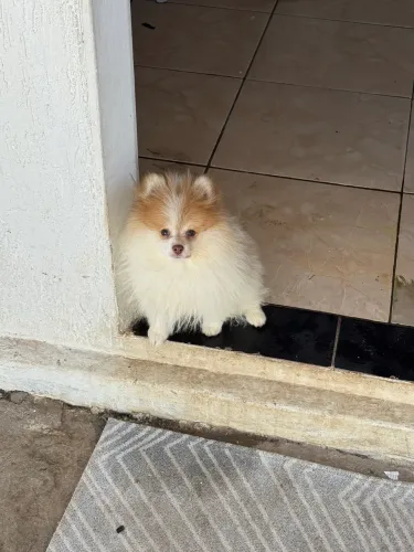 Splitz Alemão (LuLu)