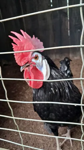 Raça de galinha cara de palhaço 