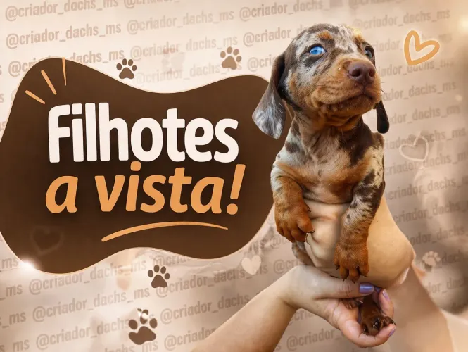 Dachshund pedigree 