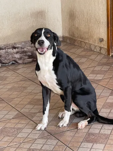 Doação responsável desses dois cachorros 