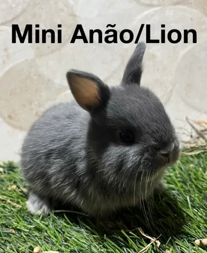 Mini coelhos