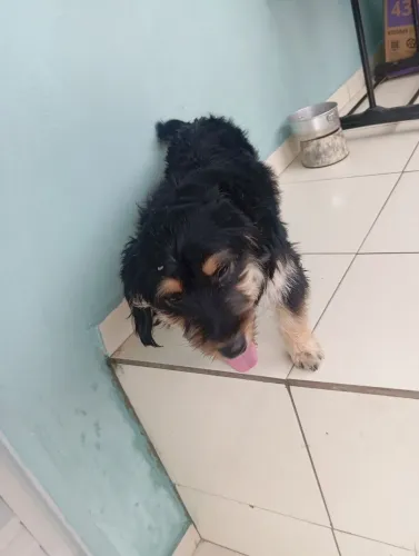 Pet para doação raça do cachorro Schnauzer com York