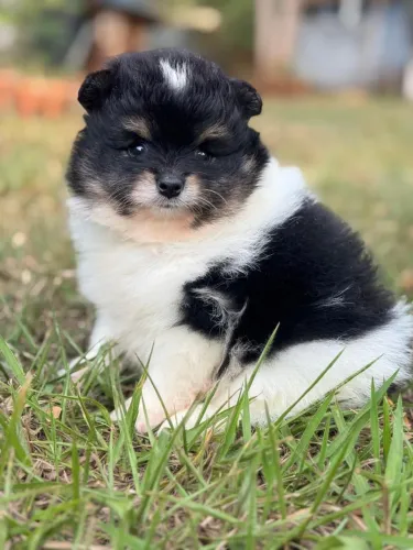 Lulu da Pomerania Anão