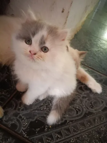 Venda de gatos persas 