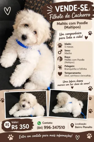 Cachorrinho 