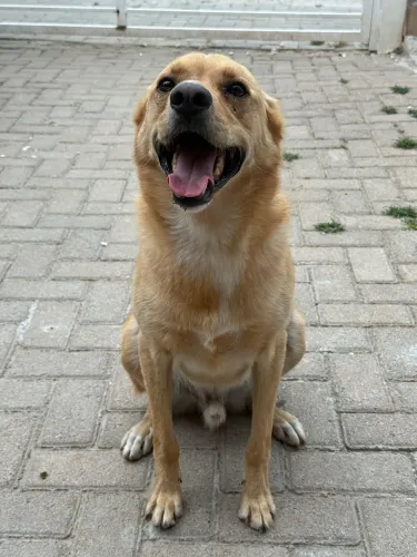 Cachorro para doação 