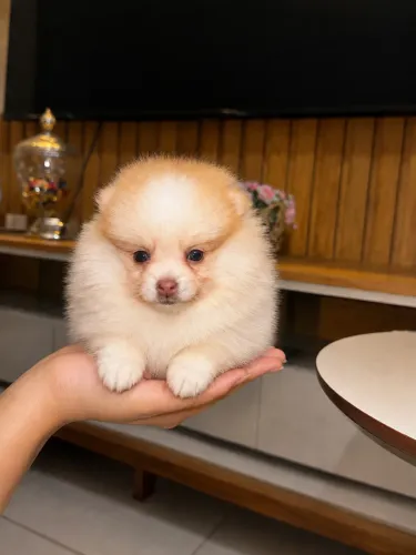 Lulu da pomerania